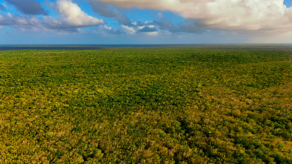 Cozumel jungle mexico cenotes underwater caves
