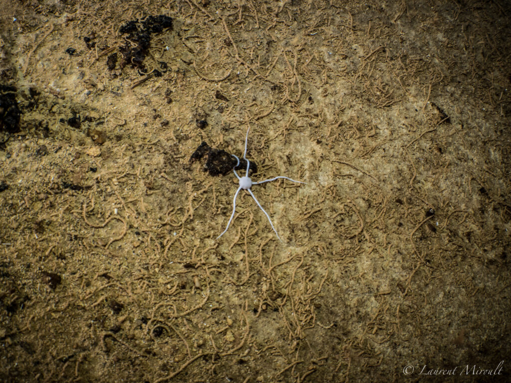 aerolito cozumel caves cenote beneath the jungle brittle sea star
