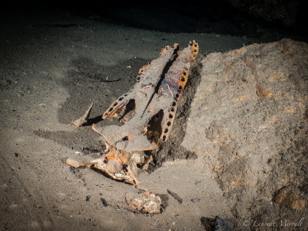 aerolito cozumel caves cenote beneath the jungle crocodile skull